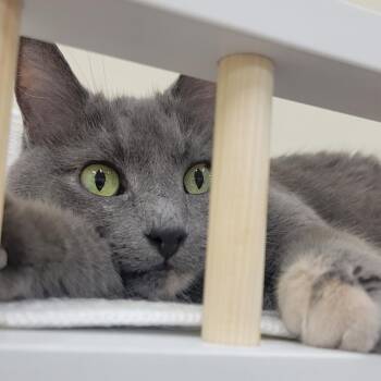 Domestic Short Hair Cats Available for Adoption in Carmel, Indiana - Jupiter - Pretty Dilute Torti | PetCurious