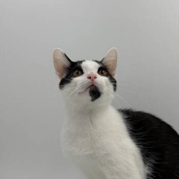 Pitter -  Domestic Short Hair Cat for Adoption in State College, Pennsylvania - Pitter | PetCurious