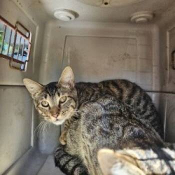 Rescue Domestic Short Hair Cats for Adoption in Lake Jackson, Texas - Jerry | PetCurious