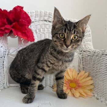 Rescue Domestic Short Hair Cats for Adoption in Eaton Rapids, Michigan - Tommy Tabby 55343 | PetCurious