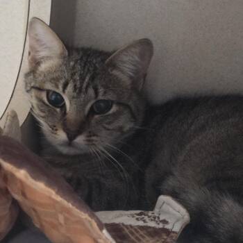 Domestic Short Hair Cats Available for Adoption in Durango, Colorado - Slushie-semi Feral | PetCurious