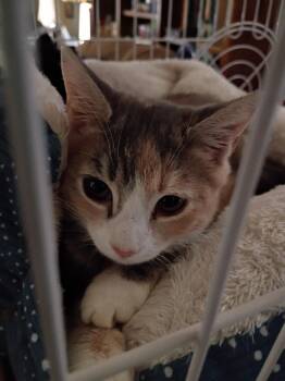 Angel -  Calico Cat for Adoption in Liberty, New York - Angel | PetCurious