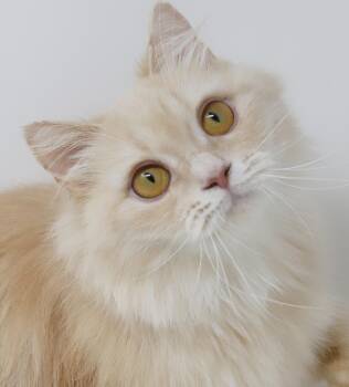 Dolly Parton is already a legend - CAT PURRFECTION - Ultra Exoti -  Persian and British Longhair Cat for Adoption in Bedford Hills, New York - Dolly Parton Is Already A Legend - CAT PURRFECTION - Ultra Exoti | PetCurious