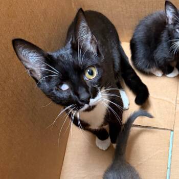 Kazoo -  Domestic Short Hair Cat for Adoption in Philadelphia, Pennsylvania - Kazoo | PetCurious