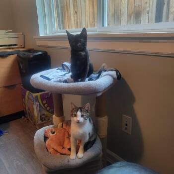 Shiva -  Domestic Short Hair Cat for Adoption in Abbotsford, British Columbia - Shiva | PetCurious