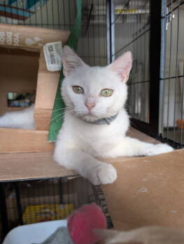 Rescue Domestic Short Hair Cats for Adoption in White Bluff, Tennessee - Marshmallow (th) | PetCurious