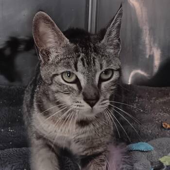 Domestic Short Hair Cats Available for Adoption in Jupiter, Florida - Sasha | PetCurious