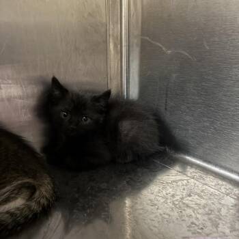 Guac -  Domestic Short Hair Cat for Adoption in Windsor, Virginia - Guac | PetCurious