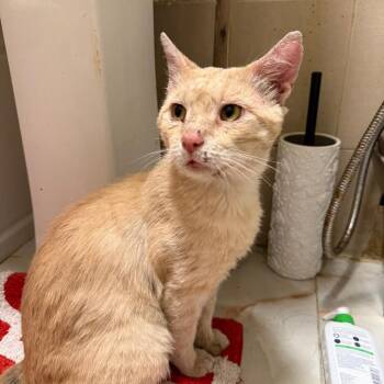 Tofu 2 -  Domestic Short Hair Cat for Adoption - Tofu 2 | PetCurious