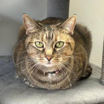 Domestic Short Hair Cats Available for Adoption - Lily | PetCurious