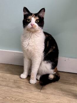 ESMERALDA -  Tortoiseshell Cat for Adoption in Scottsburg, Indiana - ESMERALDA | PetCurious