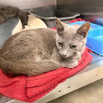 Ocean -  Domestic Short Hair Cat for Adoption in Franklin, North Carolina - Ocean | PetCurious