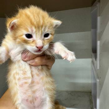 Rescue Domestic Short Hair Cats for Adoption in Austin, Texas - Magnus JG | PetCurious