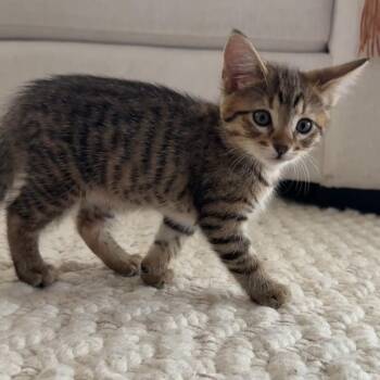 Shell -  Domestic Short Hair Cat for Adoption in Long Beach, California - Shell | PetCurious