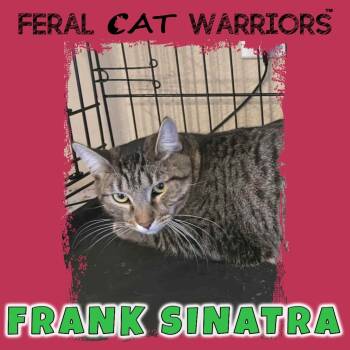 Rescue Domestic Short Hair Cats for Adoption in Kingman, Arizona - Frank Sinatra | PetCurious
