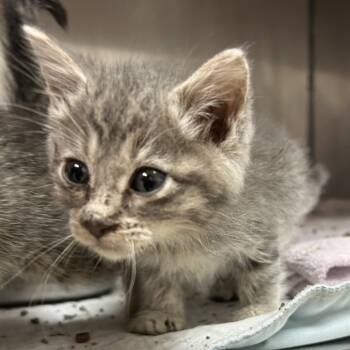 Domestic Short Hair Cats Available for Adoption - Mercedes | PetCurious