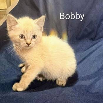 Bobby -  Siamese and Domestic Short Hair Cat for Adoption in Chanute, Kansas - Bobby | PetCurious