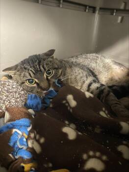 Rescue Domestic Short Hair Cats for Adoption in Yorkville, Illinois - Hatto | PetCurious