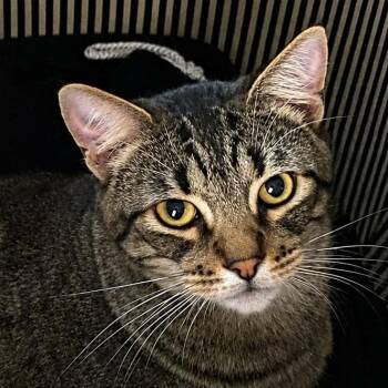 Stripes (Must Go With Socks) -  Domestic Short Hair Cat for Adoption in Manhattan Beach, California - Stripes (Must Go With Socks) | PetCurious