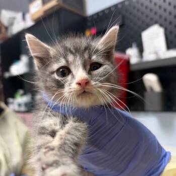 Hubba Bubba -  Domestic Medium Hair Cat for Adoption in Salt Lake City, Utah - Hubba Bubba | PetCurious