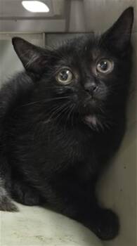 ELIZABETH -  Domestic Short Hair Cat for Adoption in Tallahassee, Florida - ELIZABETH | PetCurious