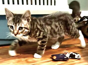 Nordic Trek -  Tabby and Domestic Short Hair Cat for Adoption in Walnut Creek, California - Nordic Trek | PetCurious