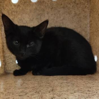Auntie Itsy -  Domestic Short Hair Cat for Adoption in Philadelphia, Pennsylvania - Auntie Itsy | PetCurious