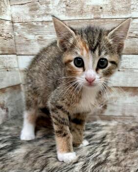 Domestic Short Hair Cats Available for Adoption in Lexington, Kentucky - Princess Donut | PetCurious