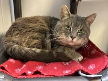 Domestic Short Hair Cats Available for Adoption in Herndon, Virginia - Bootsy (polydactyl) | PetCurious