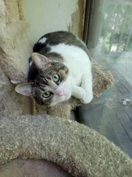 Danny -  Domestic Short Hair Cat for Adoption in Dayton, Ohio - Danny | PetCurious