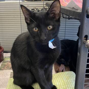 Mort -  Domestic Short Hair Cat for Adoption in Parma, Ohio - Mort | PetCurious