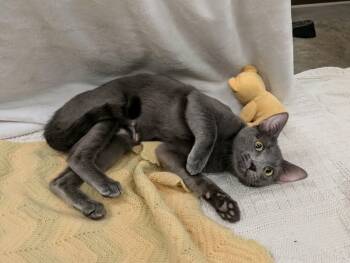 Winnie -  Domestic Short Hair Cat for Adoption in Pueblo, Colorado - Winnie | PetCurious