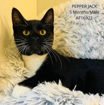 Pepper Jack -  Domestic Short Hair Cat for Adoption - Pepper Jack | PetCurious