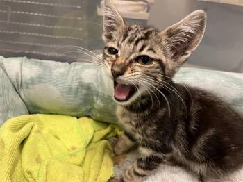 WIMA -  Domestic Short Hair Cat for Adoption in Long Beach, California - WIMA | PetCurious