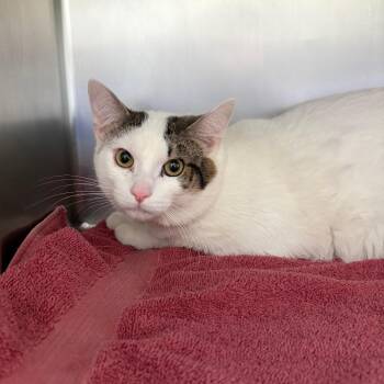 Domestic Short Hair Cats Available for Adoption in Council Bluffs, Iowa - Greg | PetCurious