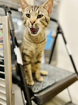 Tabby Cats Available for Adoption in Greenville, Delaware - Tia & Tamara (FCID# 04/15/26-56,57 Brookhaven PS) | PetCurious