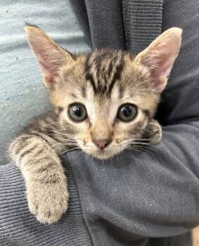 Rescue Domestic Short Hair Cats for Adoption in Cottonwood, Arizona - Piglet | PetCurious