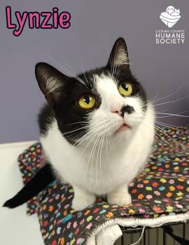 Rescue Domestic Short Hair Cats for Adoption in Heath, Ohio - Lynzie | PetCurious