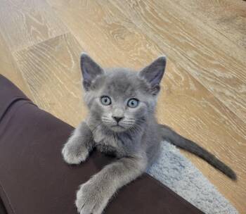 Domestic Short Hair Cats Available for Adoption in Hurricane, Utah - Frost | PetCurious