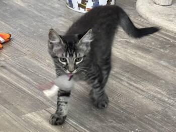 Doolittle -  Domestic Short Hair Cat for Adoption in Oracle, Arizona - Doolittle | PetCurious