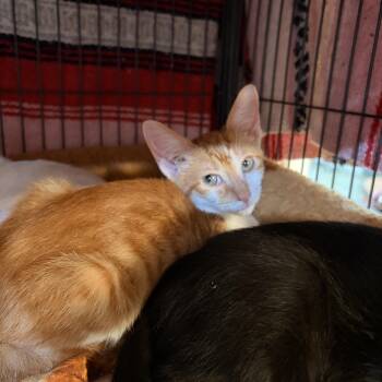 Fred -  Domestic Short Hair Cat for Adoption in Melbourne, Arkansas - Fred | PetCurious