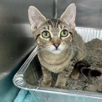 Carol -  Domestic Short Hair Cat for Adoption in Matteson, Illinois - Carol | PetCurious