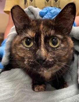 Domestic Short Hair Cats Available for Adoption in Vancouver, Washington - Miracle | PetCurious