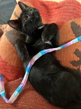 Basquiat -  Domestic Short Hair Cat for Adoption - Basquiat | PetCurious