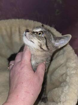 Rescue American Shorthair Cats for Adoption in Elmira, New York - Woody | PetCurious