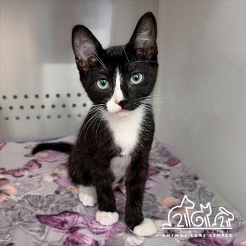 GIZMO -  Domestic Short Hair Cat for Adoption in Irvine, California - GIZMO | PetCurious