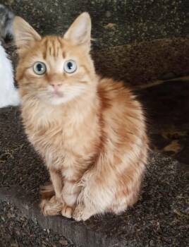 Domestic Medium Hair Cats Available for Adoption in Mississauga, Ontario - Preston | PetCurious