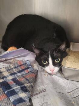 Dice -  Domestic Short Hair Cat for Adoption in Angola, Indiana - Dice | PetCurious