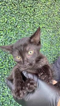 61177394 -  Domestic Long Hair Cat for Adoption in El Paso, Texas - 61177394 | PetCurious