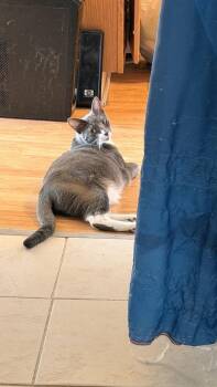 Domestic Short Hair Cats Available for Adoption in Chicago, Illinois - Sophia | PetCurious